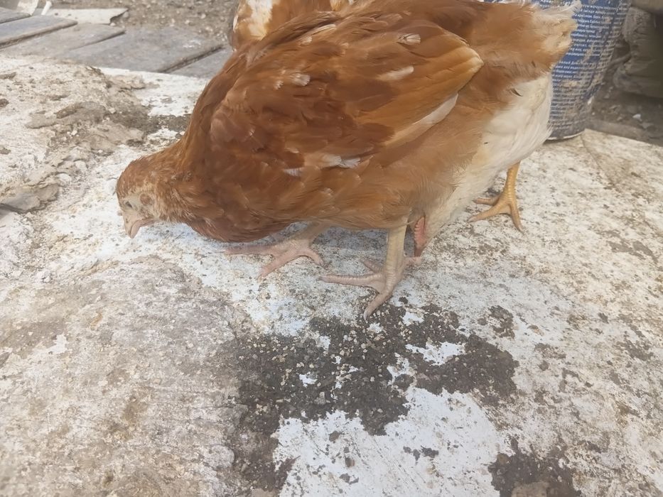 Ломан браун балапандары