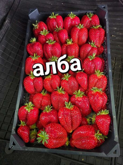 Продавам качествен разсад ягоди