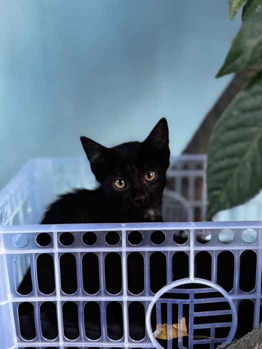 котята бесплатно