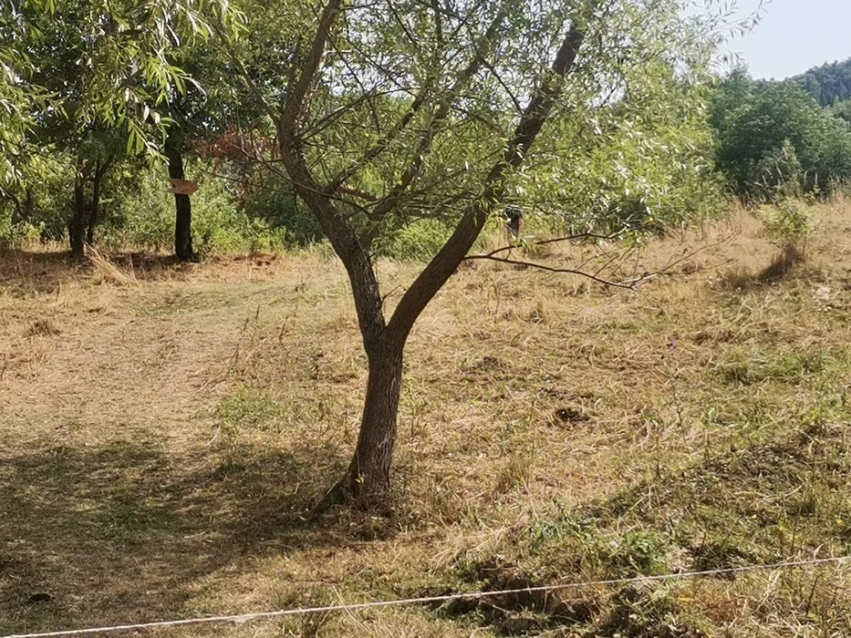 Livadă meri/nuci , extravilan, Cacica -72 ari, variante auto