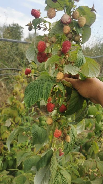 Stoloni capsuni,pomi goji,dragoni zmeura,afini
