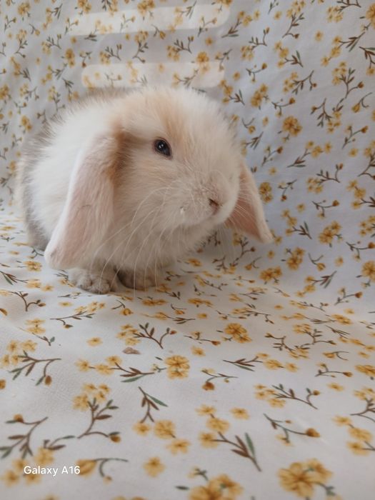 Карликивий куйонлар зоттор куйонлар