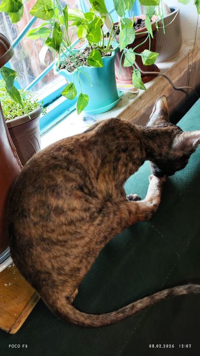 Сфинкс , велюровый.