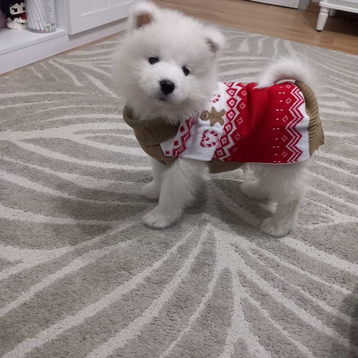 Куче порода самоед