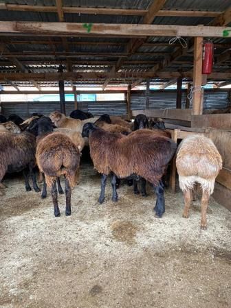 Срочно Продам баранов(тохтышки)
