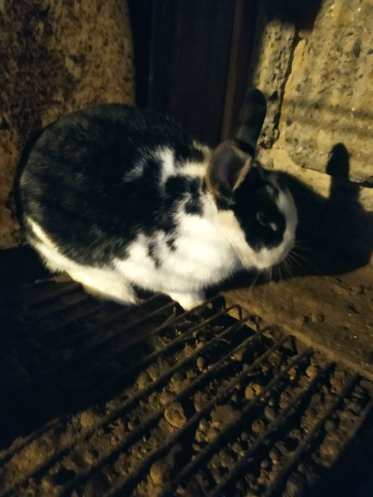 Продам декротивного кролика мальчик