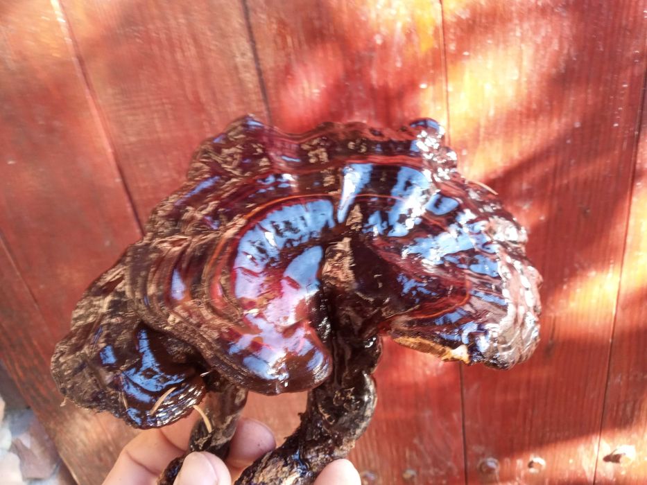 Pachet ciuperci medicinale: Reishi/Ganoderma/Phellinus/Versicolor