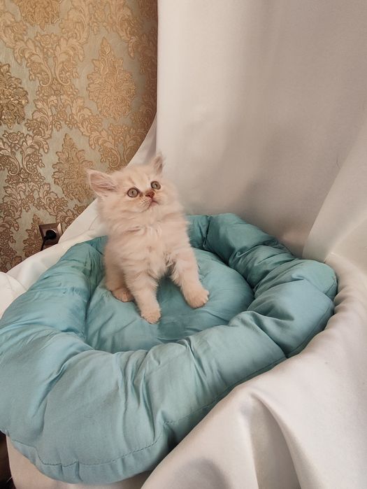 Продаются котята