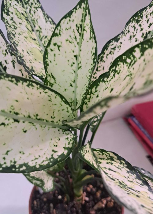 Аглаонема First Diamond.