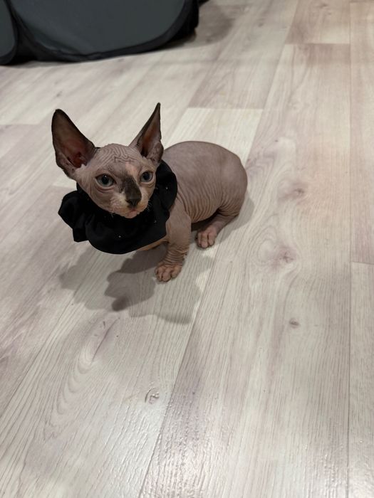 Шикарный сфинкс бамбино