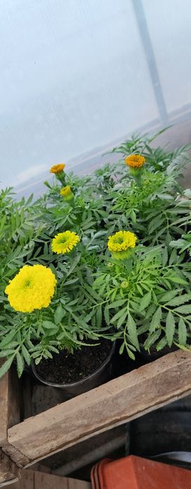 Продам цветы. Одналетки