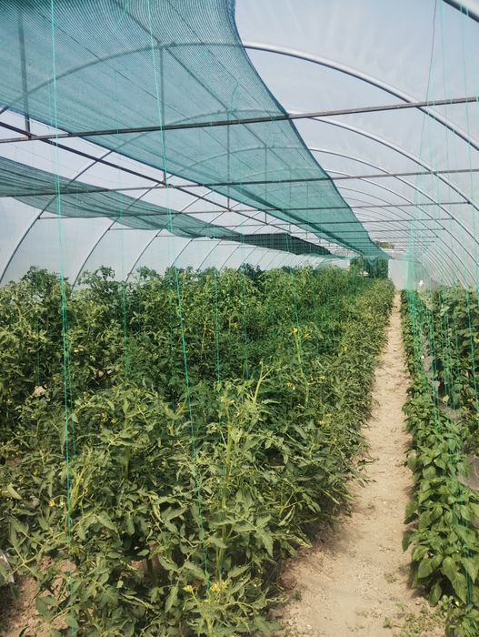 Solarii import Ungaria ieftine profesionale