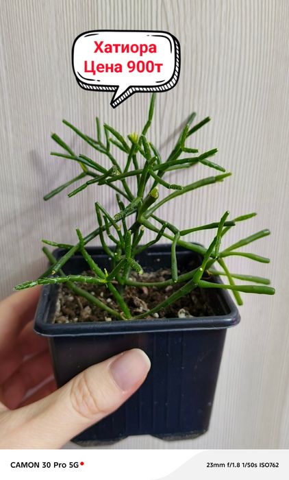 Продам комнатные цветы!