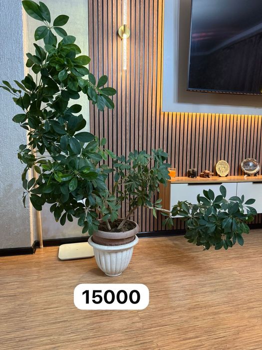 Продам комнатные цветы