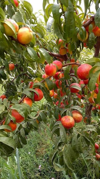 Шредер агро ишончли кучатлар