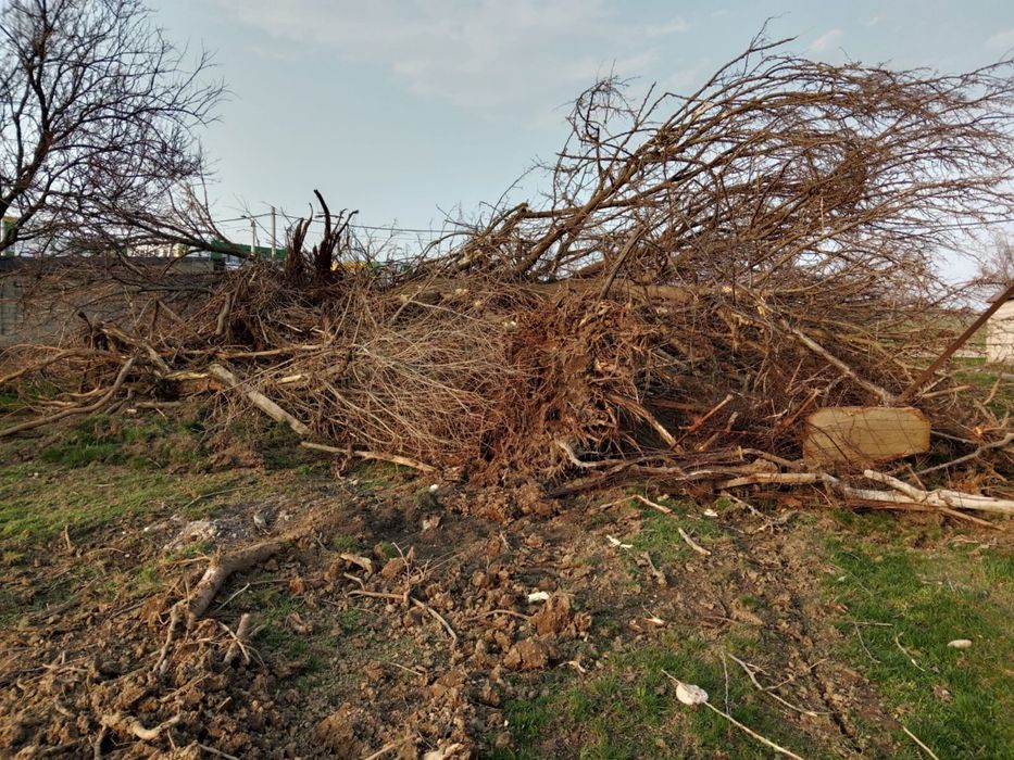 Тегін отын Бесплатные дрова