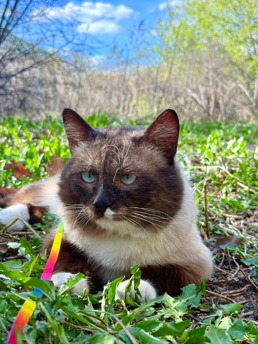 Сиамский кот мальчик