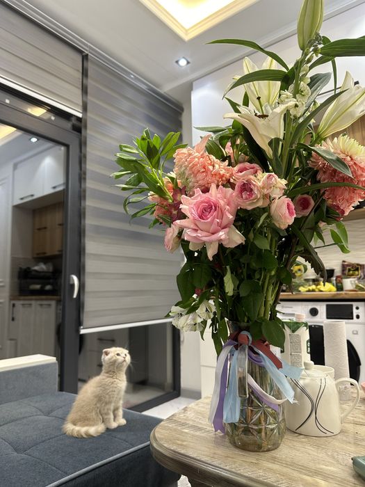 Продается котенок фолд веслоухый