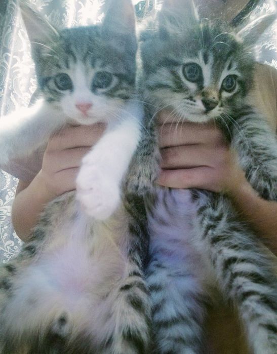 Пристраивается котята