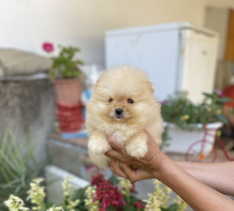 Померан мини