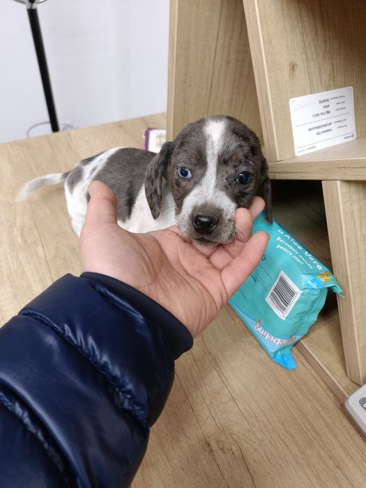 Teckel mini arlechin merle tekel mini