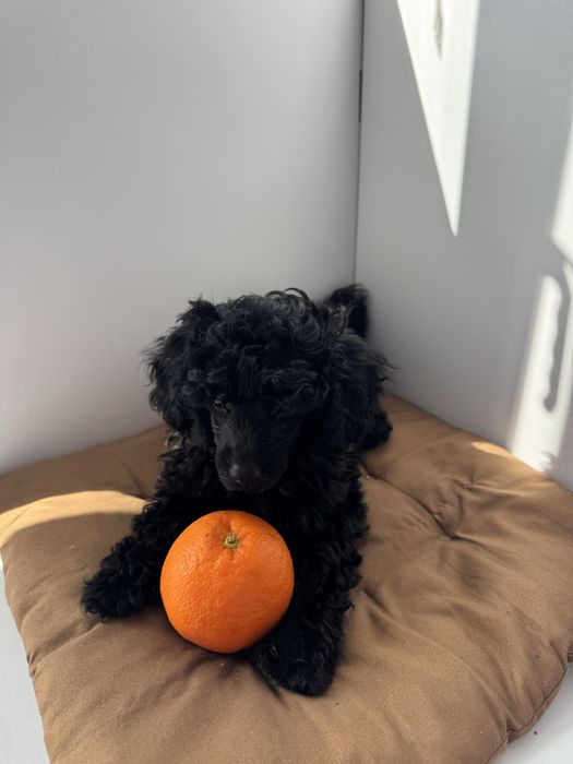 Той-пудель, девочка