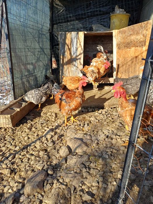 Cocoși de curte de vânzare