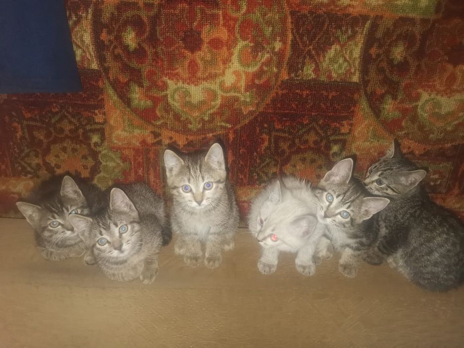 Отдам котят в хорошие руки