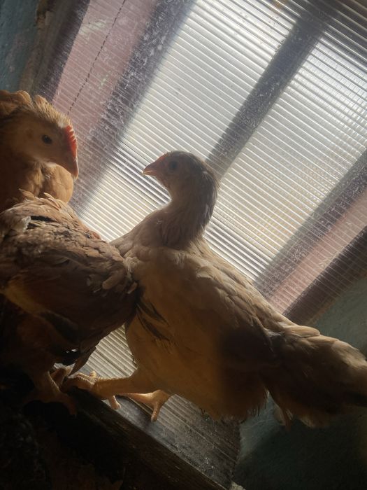 Pui de gaina  varsta 2 luni