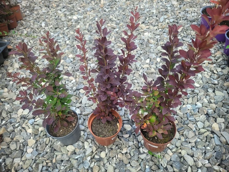 Berberis th. Red Rocket