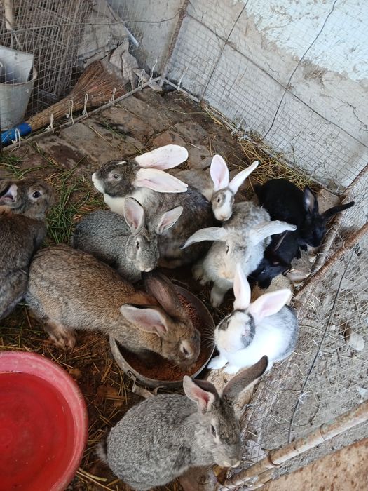 Quyonlar bor sogʻlom