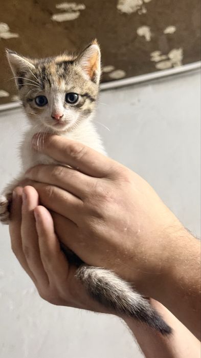 Отдам котят в хорошие руки