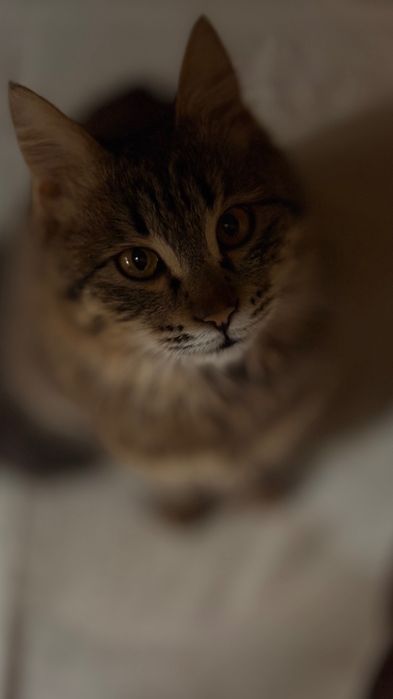 Отдам котенка в хорошие руки