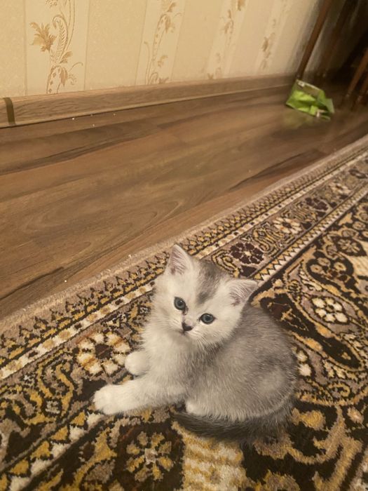 Британская серебристая шиншилла скоттиш страйт котенок
