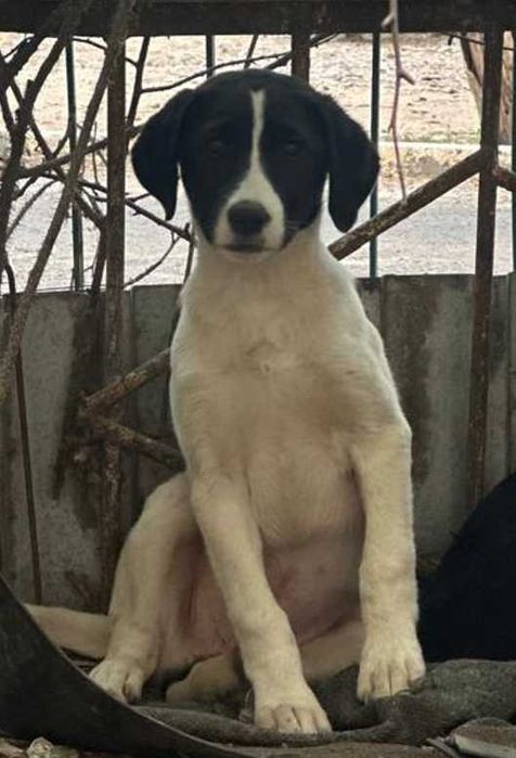 Күшіктер - Щенки (3-4 месяца)