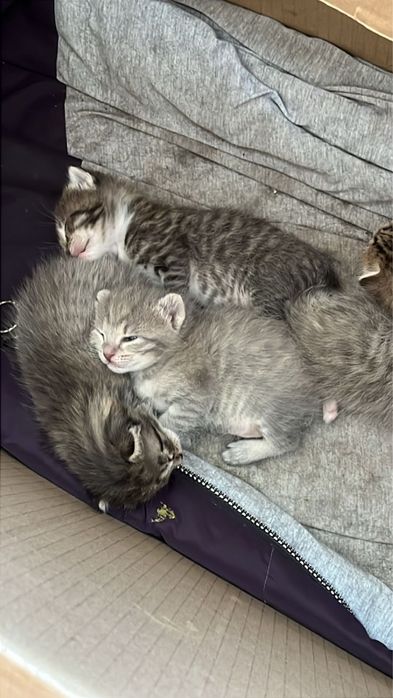 Отдам котят даром в добрые руки