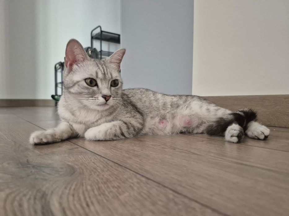 Продам пародистых котят