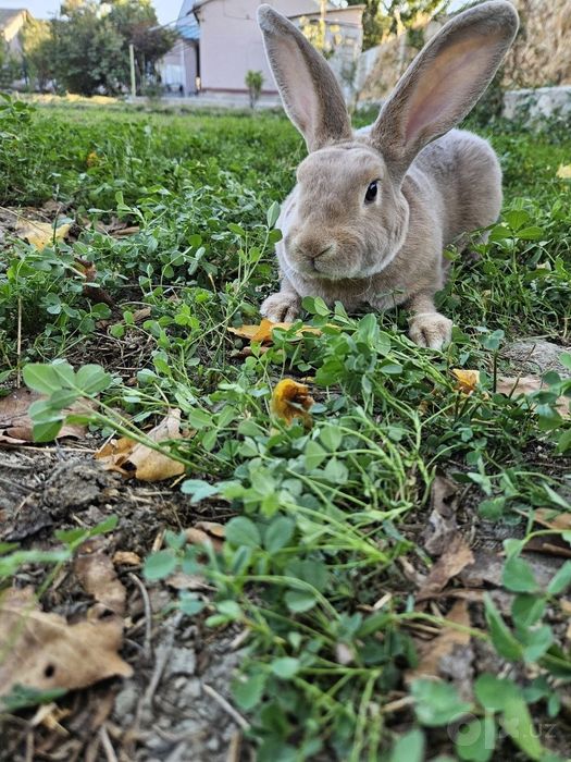 Turli zotdagi toza quyonlar