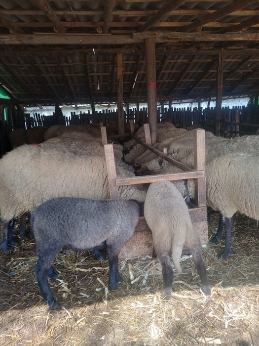 Vând oi carabasa 110 bucăți