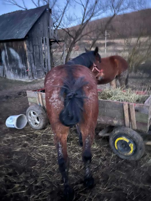 Schimb un cal de 6ani si un manz de 11 luni