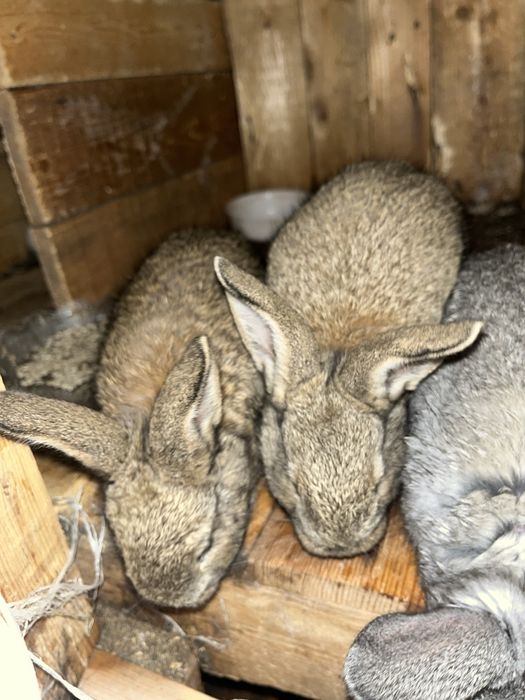 Кролчата,куян продается