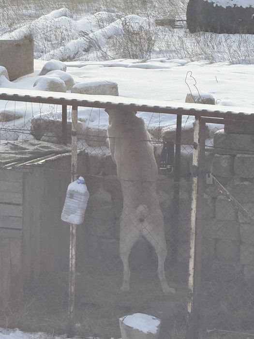 Алабай тяжело вес