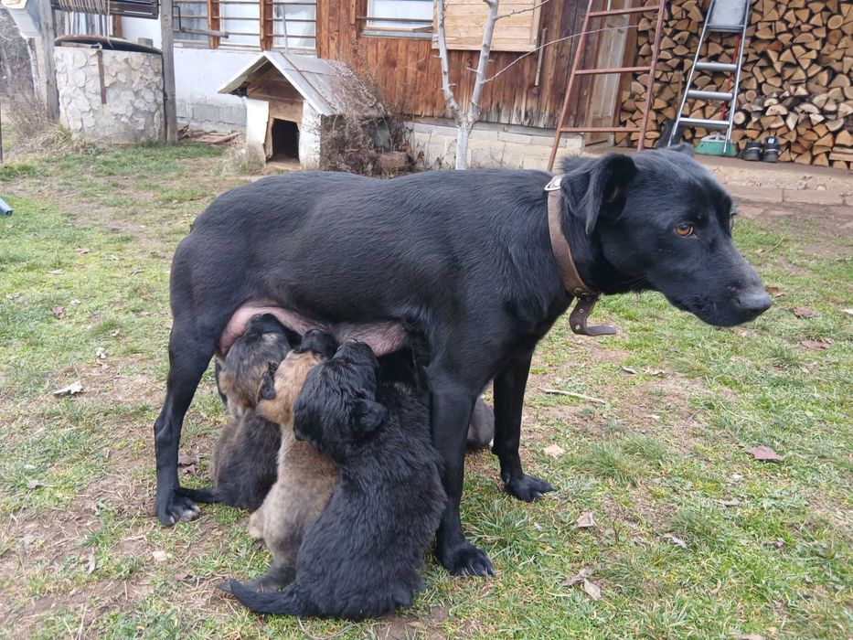 Подарявам малки сладки кученца