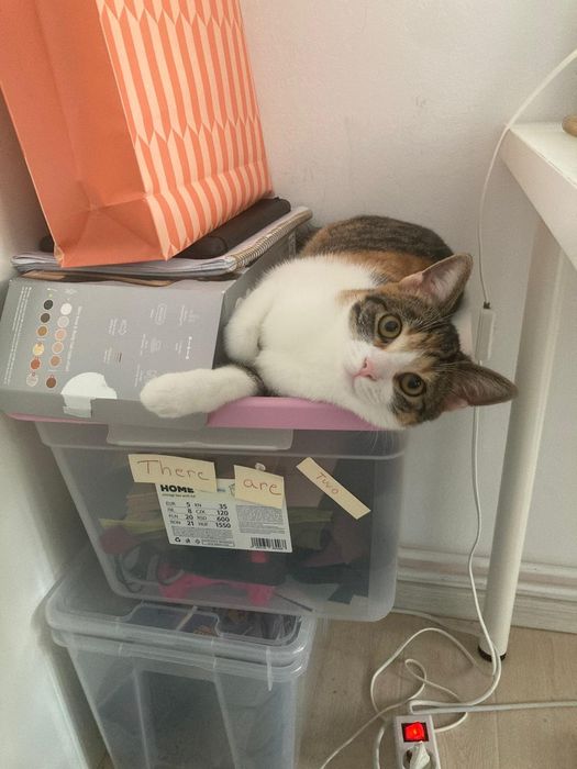 Pentru adoptie doua pisicute calico varsta 1 an