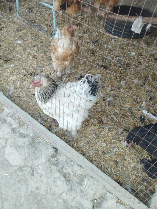 Брама товук хурозлар сотилади срочно хаммасини Бир жойда сотилади