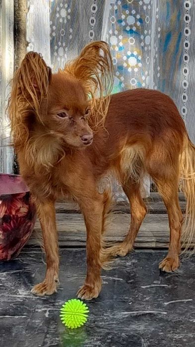 Русский мини той. Кобель. Вязка