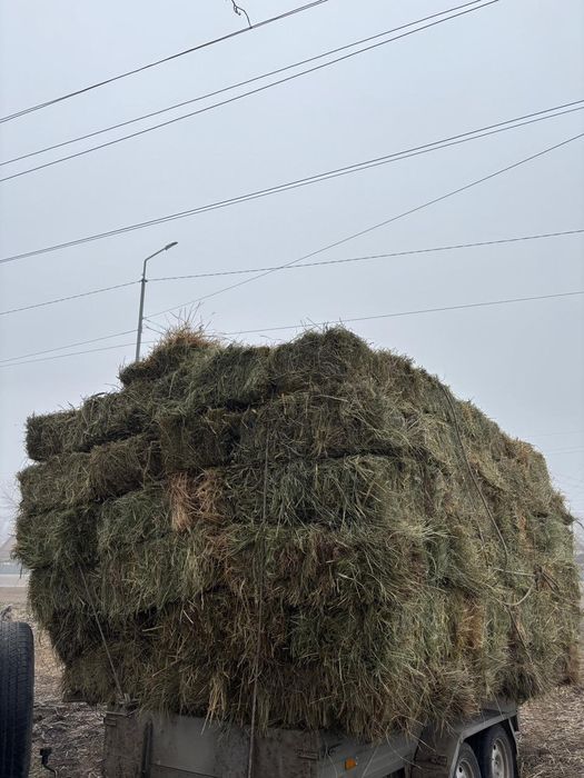 Шоп сатылады (сено садовая)