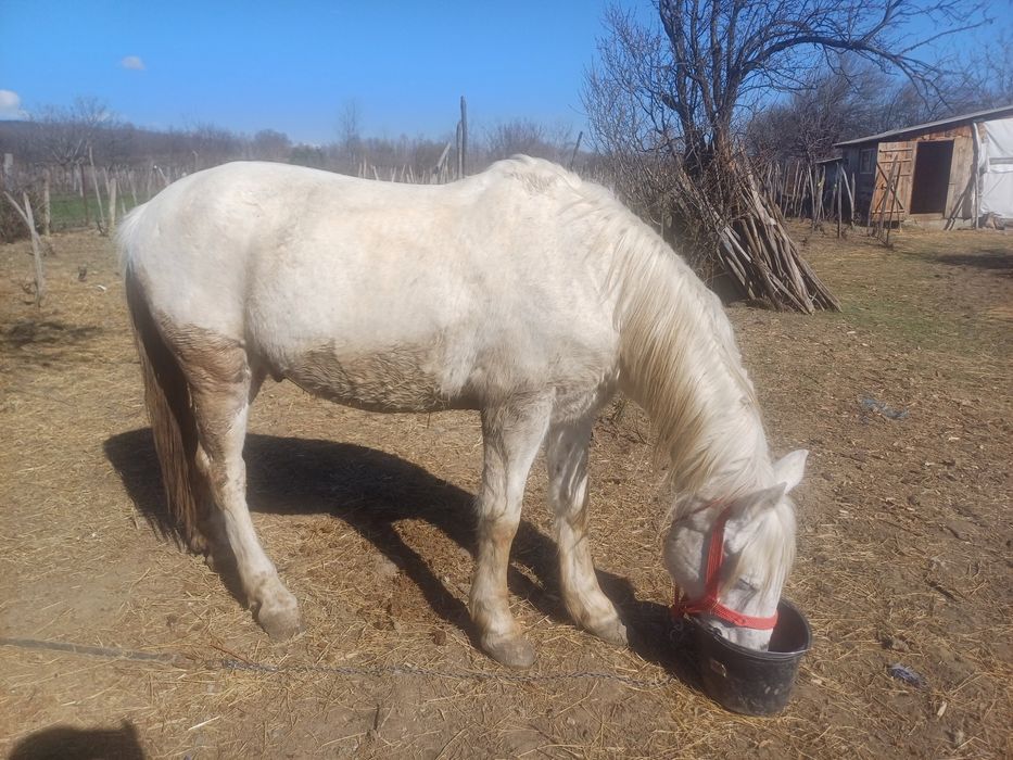Cal De vanzare mai multe detali la nr de telefon