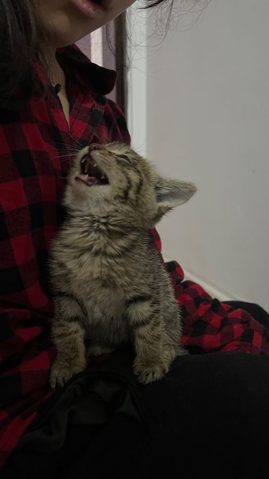 Котенок 1 месяц, отдам в добрые руки!