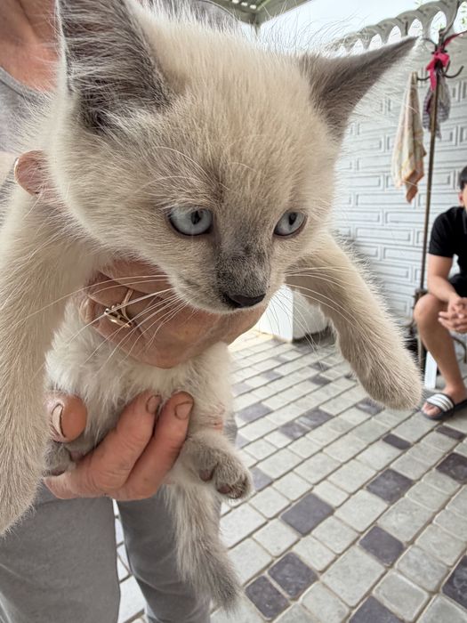 Отдаем котят в добрые руки
